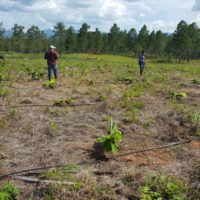 Instalación de Sistema de Riego por Goteo en parcela Agroforestal del Instituto Técnico Santos Jacobo Duarte, en la comunidad Indígena Pech Vallecito, Dulce Nombre de Culmí.